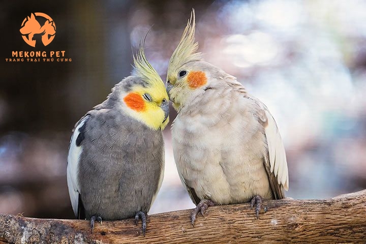 Thông tin Về Vẹt Cockatiel: Loài vẹt Được Yêu Thích Nhất